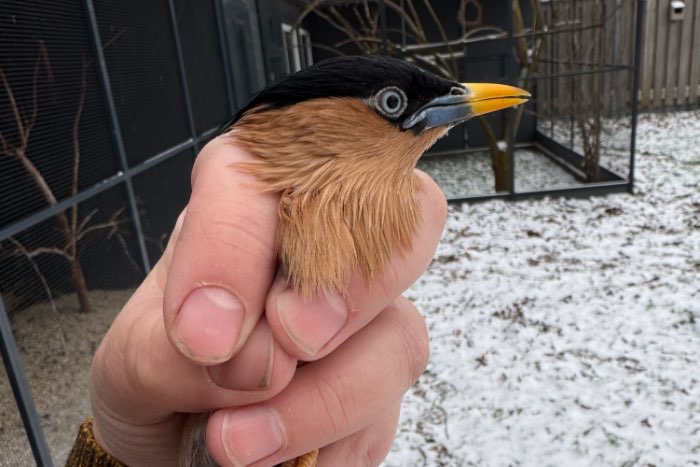 pagodespreeuw pop van 2025