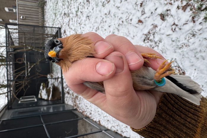 *gereserveerd* pagodespreeuw pop van 2025