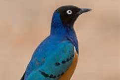 driekleur glansspreeuwen.     pop