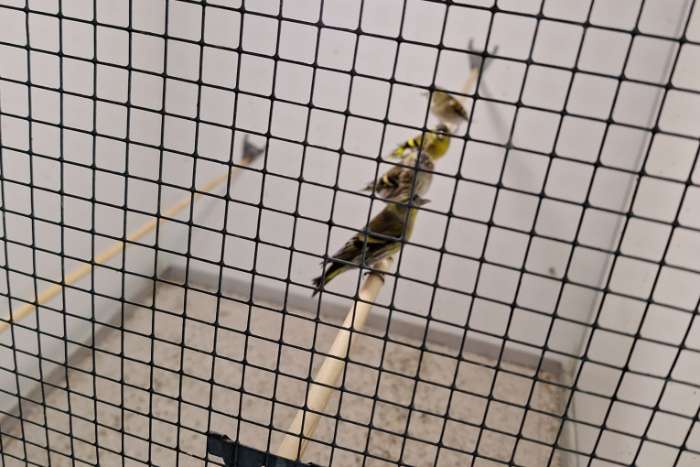 ruilen: europese sijs wildkleur m/p