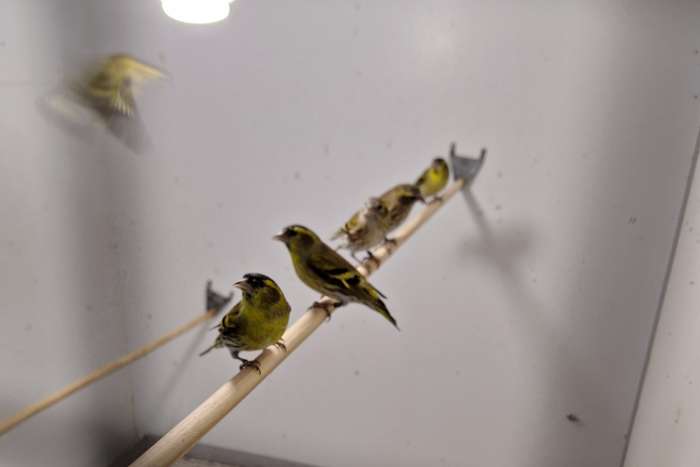 ruilen: europese sijs wildkleur m/p