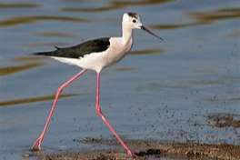 europese steltkluut / kluten