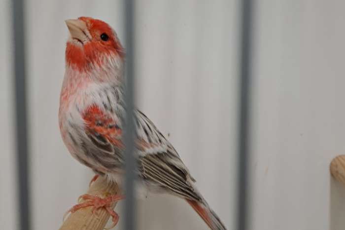 agaat topaas roodmozaiek man