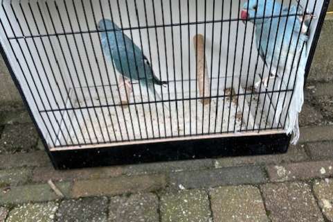 halsbanden blauwwitkopwitstaarten