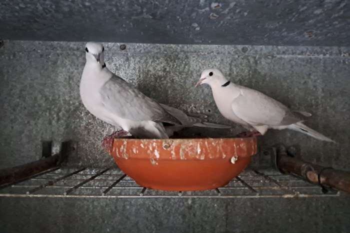 lachduiven grijs en phaeo