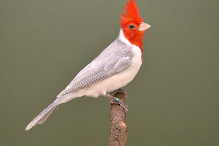 mutatie roodkuifkardinalen