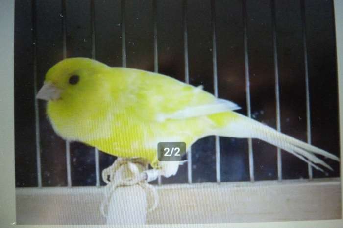 mooie zuiver waterslagers