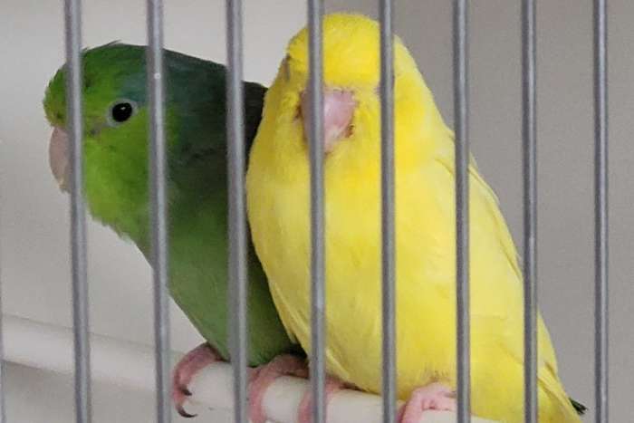 forpus coellestis grijsrugsperling lutino en split