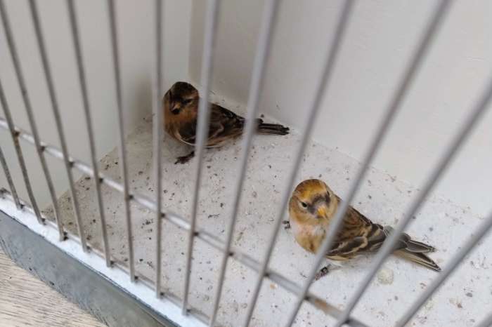 gevraagd europese cultuur vogels