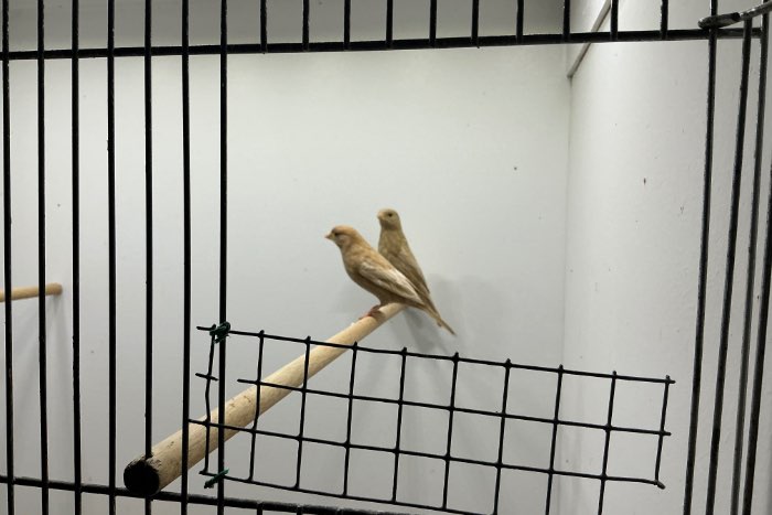 te koop mexcaanse roodmussen phaeo