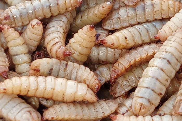 frozen insects / diepvries insecten promopacks !!!