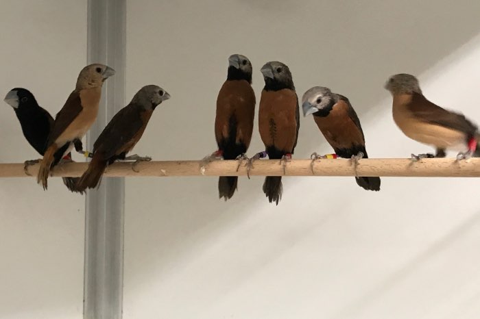 lonchuras quinticolore , nevermanni , stygia , flaviprymna ,