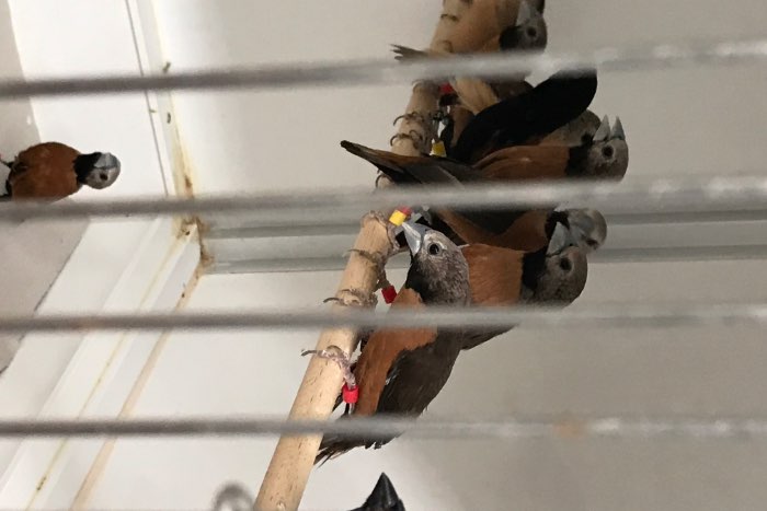 lonchuras quinticolore , nevermanni , stygia , flaviprymna ,