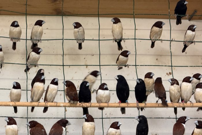 lonchuras quinticolore , nevermanni , stygia , flaviprymna ,