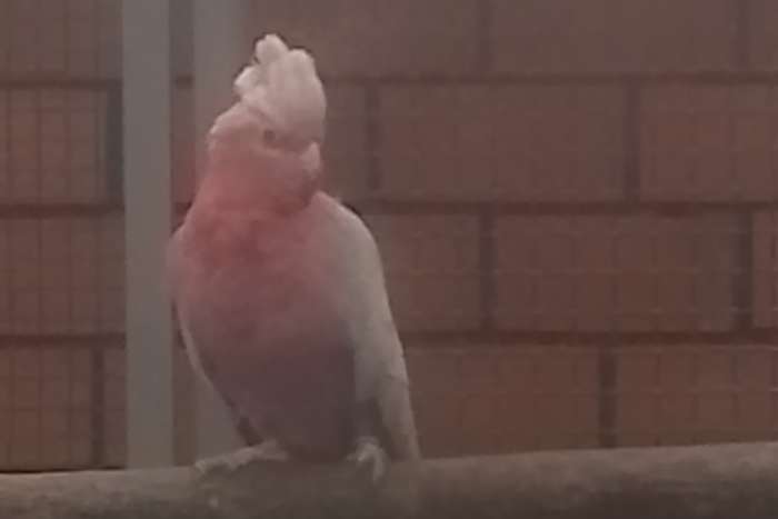 0-1 rose kaketoe 2017