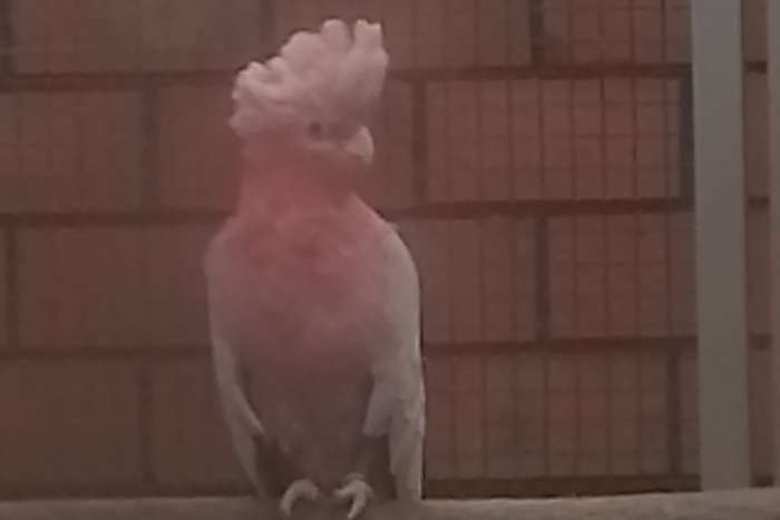 0-1 rose kaketoe 2017