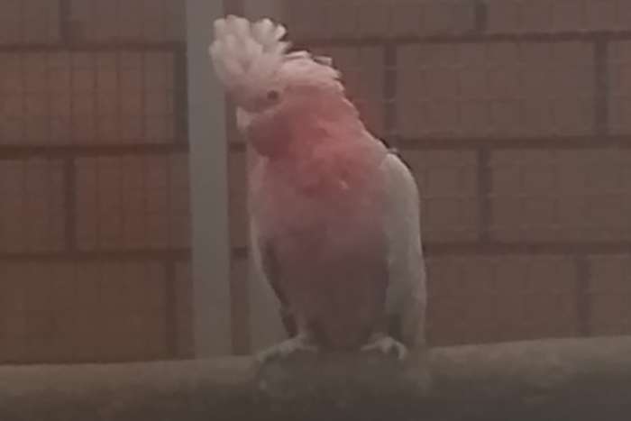 0-1 rose kaketoe 2017