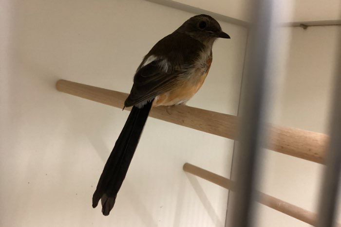 pop schamalijster 2025