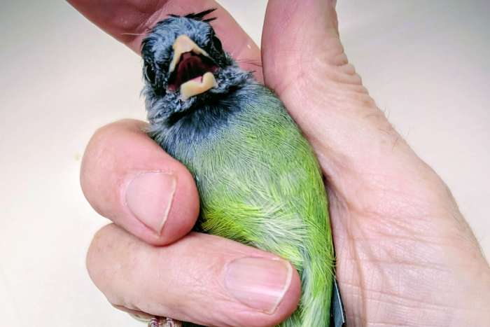 gekuifde vinkbuulbuul