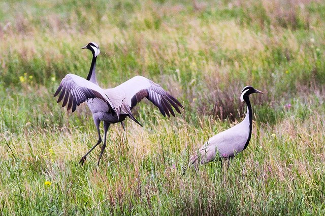 1-1 jufferkraanvogels 2025
