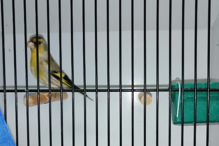 sijs x distelvink kampioen vogel