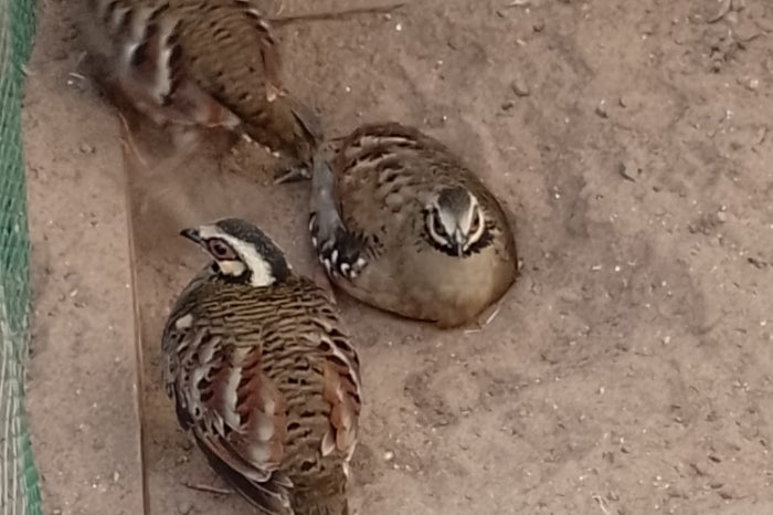 1-1brunneopectus 2025