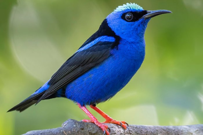 roodpoot honingzuiger - cyanerpes cyaneus