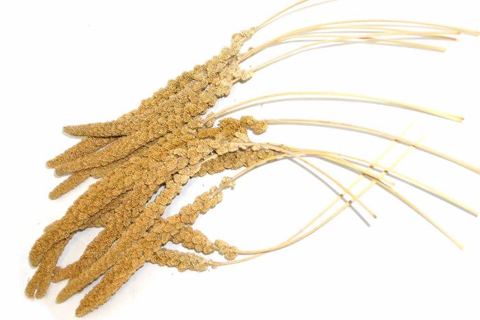 trosgierst frans rood 17kg