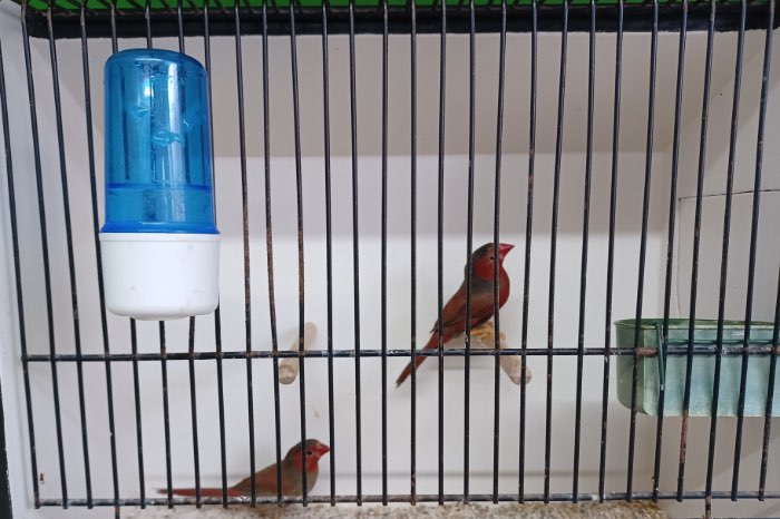 zonastrildes - neochmia phaeton