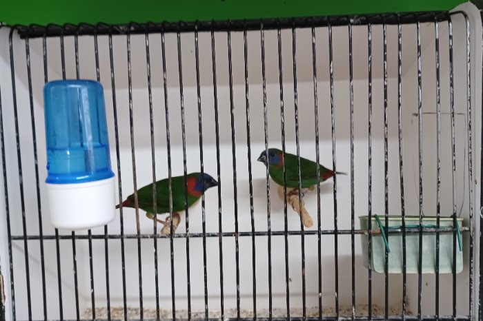 coloria - erythrura coloria