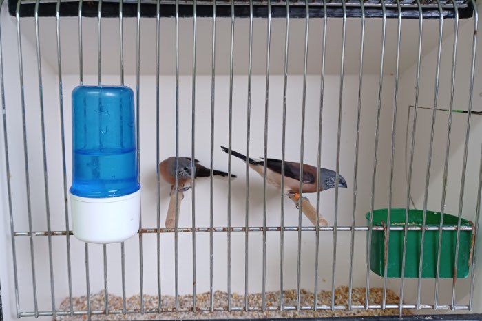 parelhalsamadine - lonchura griseicapilla