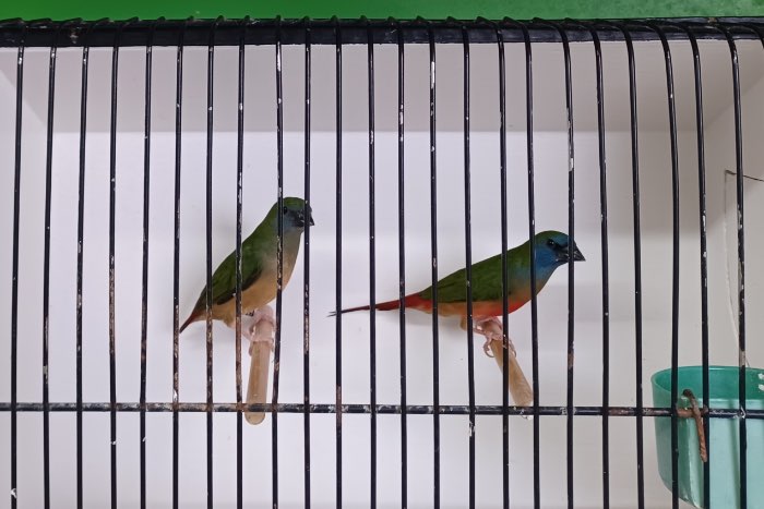 indische nonpareil - erythrura prasina