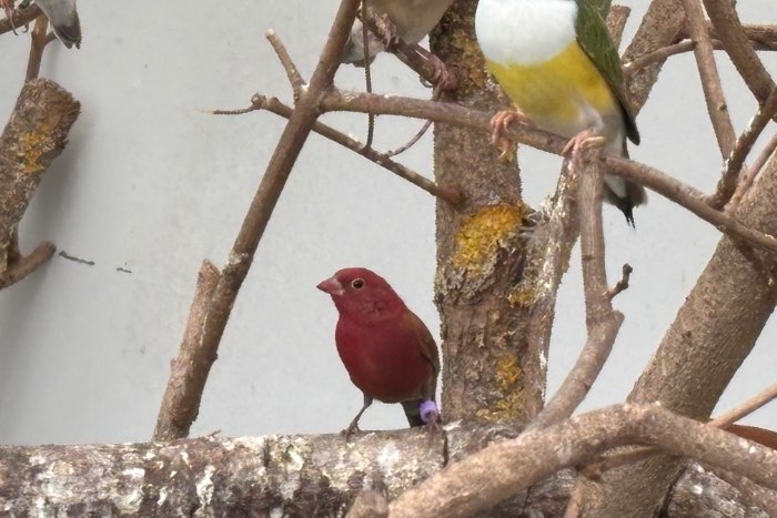 vuurvinkmannen gezocht