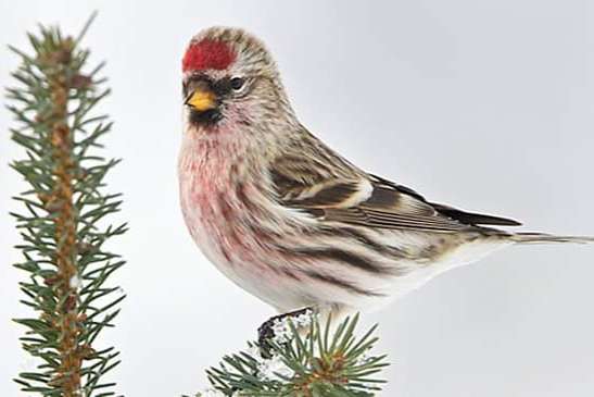 0-2 grote barmsijzen