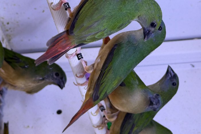 erythrura prasina , pape des prairies