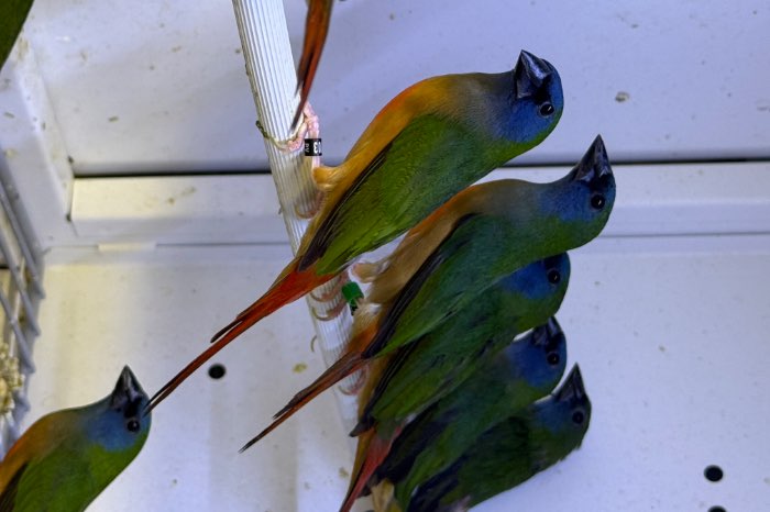 erythrura prasina , pape des prairies