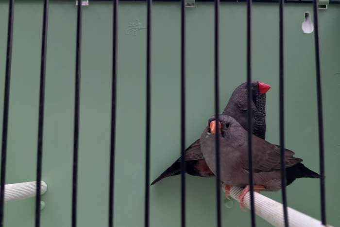 charcoal zebravinken mondial 2026