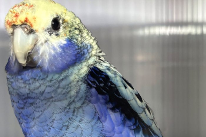 0-1 blauwwang rosella