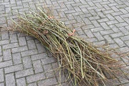 zoek wilg wilgen wilgentenen ed