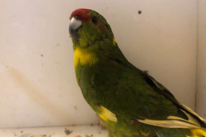 kakariki groen wildkleur pop 2025