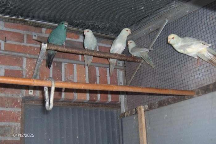 kakarikis,  welke kleurslag is dit?