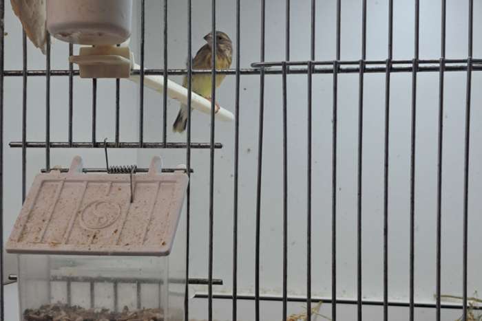 mannetjes citroenborstedelzangers