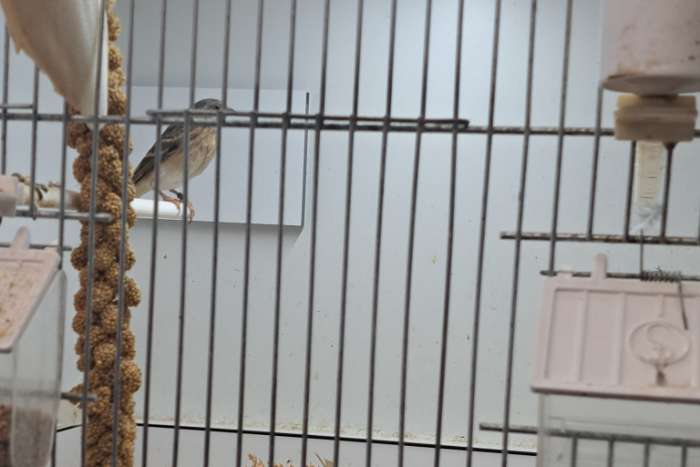 mannetjes citroenborstedelzangers