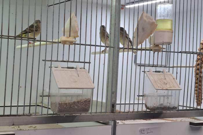 mannetjes citroenborstedelzangers