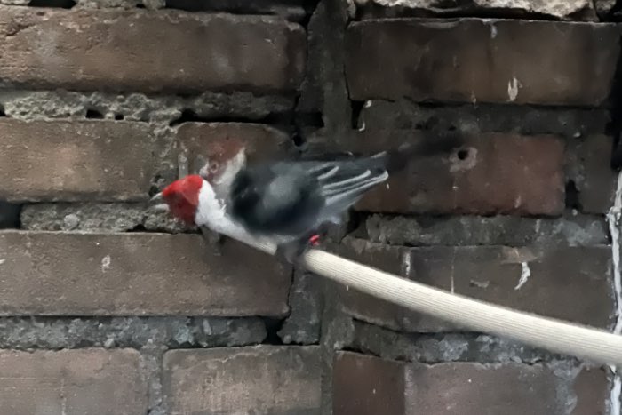 dominicaanse karfinaal  pop gezocht