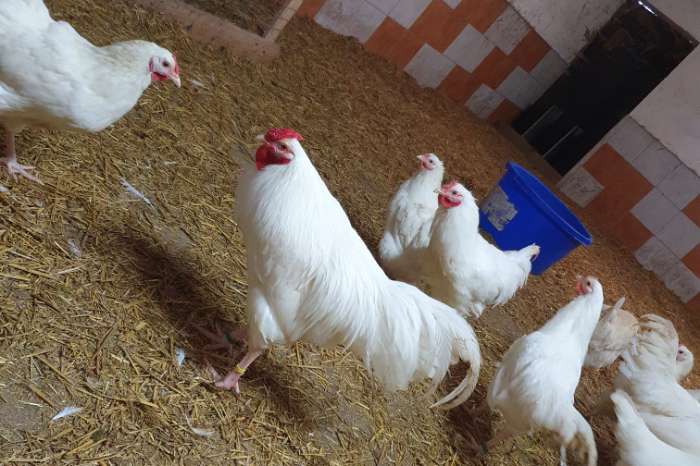 bruteier vom schweizer huhn