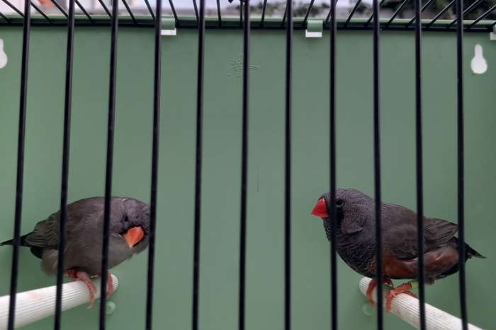 charcoal zebravinken