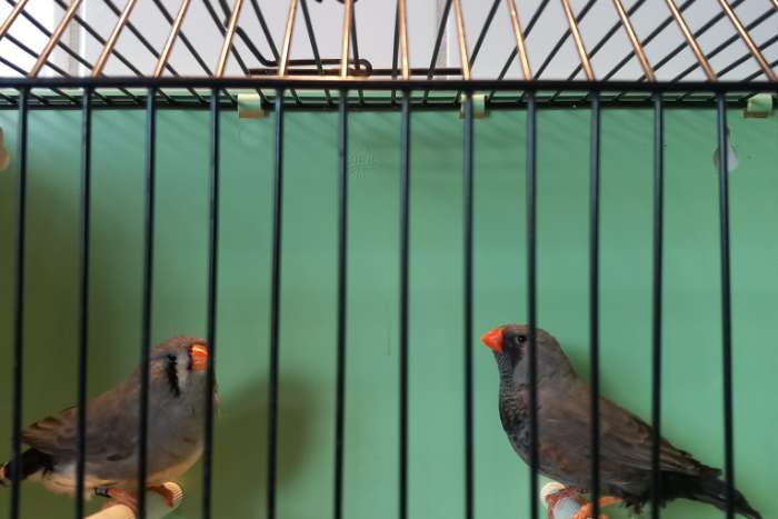 charcoal zebravinken