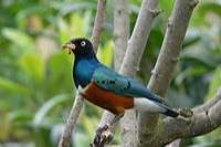 driekleur glansspreeuwen. pop