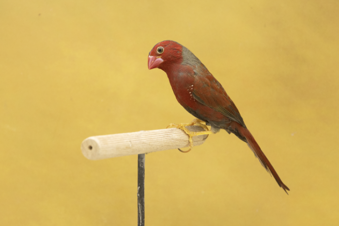 zwartbuik zonnen astrilde mannen